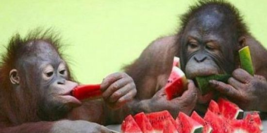 Imagem do grupo de WhatsApp Nigga’s club