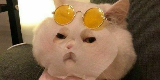 Imagem do grupo de WhatsApp SHITPOSTERS 😎🤙🏻