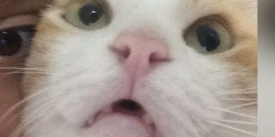 Imagem do grupo de WhatsApp Desistimos...