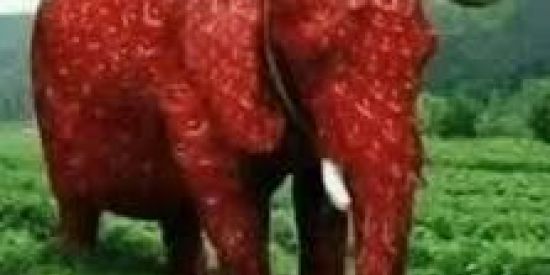 Imagem do grupo de WhatsApp shitpost do space