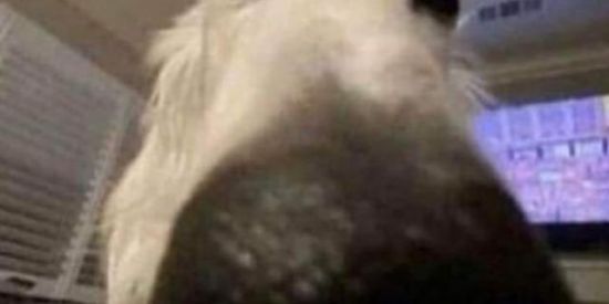 Imagem do grupo de WhatsApp E-grilos.com