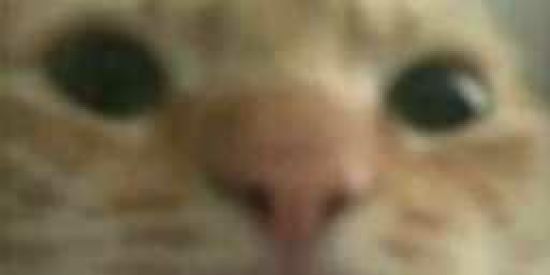 Imagem do grupo de WhatsApp Trocas de vídeos shitpost