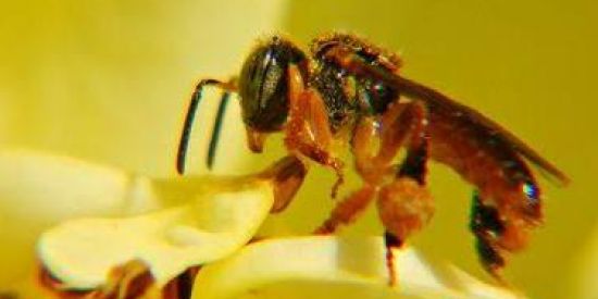 Imagem do grupo de WhatsApp Abelhas livres brasil