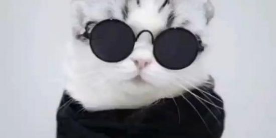 Imagem do grupo de WhatsApp ༒︎𓅓SHIT❦︎★✰✯☆✩༒︎