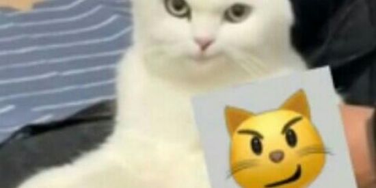 Imagem do grupo de WhatsApp 😼Ladrões de Figurinhas😼