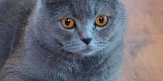 Imagem do grupo de WhatsApp Amizades e companhia