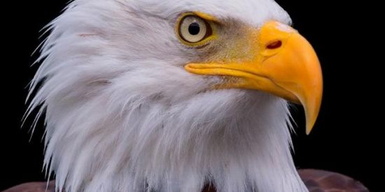 Imagem do grupo de WhatsApp 🍃 ʀᴇᴄʀᴜᴛᴀᴍᴇɴᴛᴏ ♔єρ'x♔  🦅