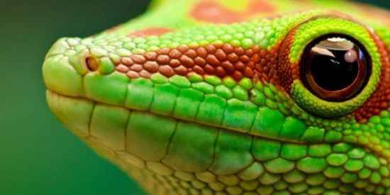 Imagem do grupo de WhatsApp 🦎Tixa Lagartixa🦎