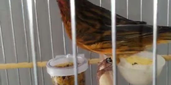 Imagem do grupo de WhatsApp CRIADORES DE CANÁRIO BELGA