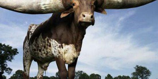 Imagem do grupo de WhatsApp Notificações sem fim