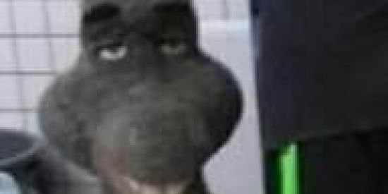 Imagem do grupo de WhatsApp Shitpost e Memes