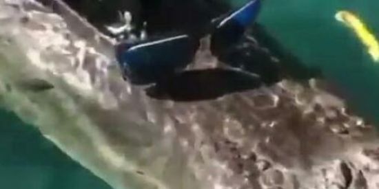 Imagem do grupo de WhatsApp retardo mental