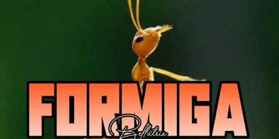 Imagem do grupo de WhatsApp 07| FORMIGA 🐜