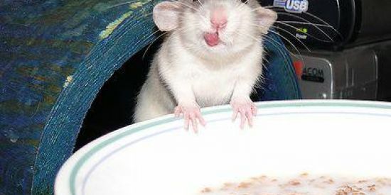 Imagem do grupo de WhatsApp Ratos Twister (SP)