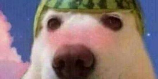 Imagem do grupo de WhatsApp SHIT MEMES 🦆✋🏼