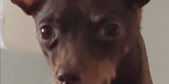 Imagem do grupo de WhatsApp 🐊SCHOLL🙅🏼‍♀️_FAMILIA❌