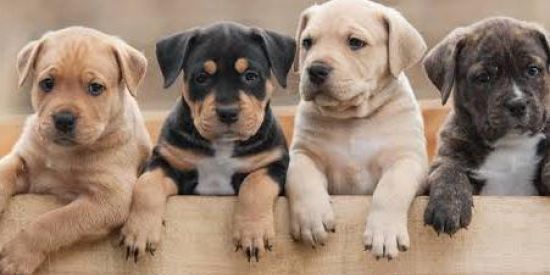 Imagem do grupo de WhatsApp Grupo adoção Pets 🐶🐰🐶🦆🦉🐢