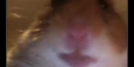 Imagem do grupo de WhatsApp FIGURINHAS BOT