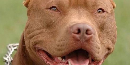 Imagem do grupo de WhatsApp PIT NACIONAL🇧🇷