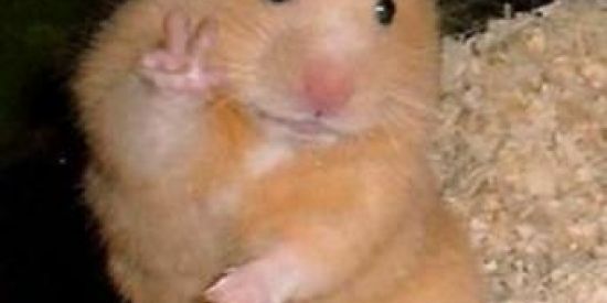 Imagem do grupo de WhatsApp CASA DA Mᴀ̃E JOANA🔥❤️