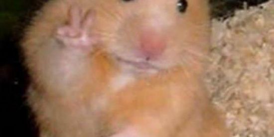 Imagem do grupo de WhatsApp Bando de Loko🐦🍟