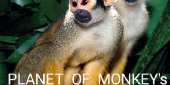 Imagem do grupo de WhatsApp PLANET  OF  MONKEY's🐒🐾