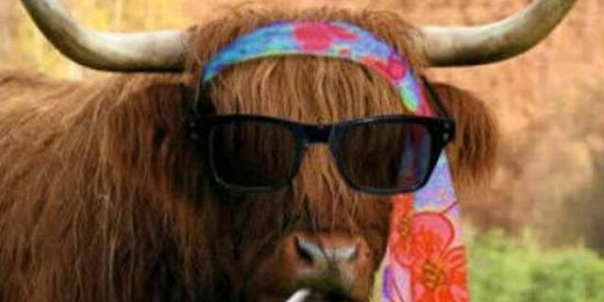 Imagem do grupo de WhatsApp GRUPO MISTO !!!🐤