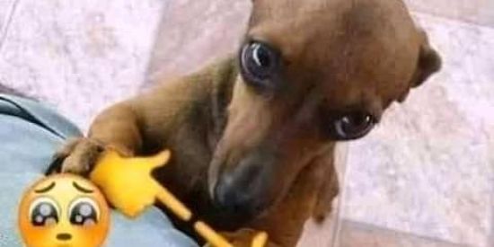 Imagem do grupo de WhatsApp peaky blinders