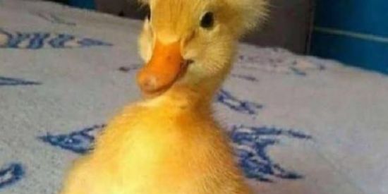 Imagem do grupo de WhatsApp 🌮Fodões✨