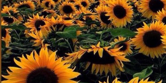 Imagem do grupo de WhatsApp Interação no Instagram ✨