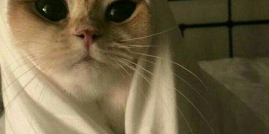 Imagem do grupo de WhatsApp Novas amzdx💫