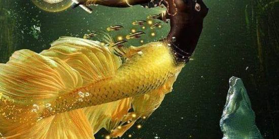 Imagem do grupo de WhatsApp Ìkóòdídé