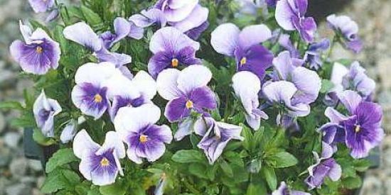 Imagem do grupo de WhatsApp Povo da call😝