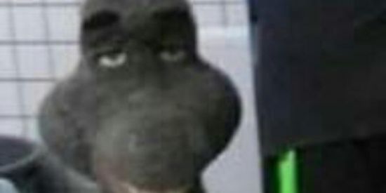 Imagem do grupo de WhatsApp Shitposts👌😎