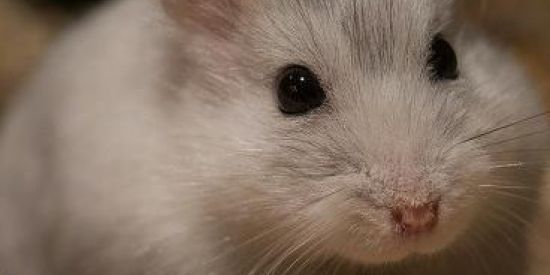 Imagem do grupo de WhatsApp As tranças do careca😎👌🏼