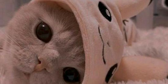 Imagem do grupo de WhatsApp VAMOS SER AMIGOS?😇