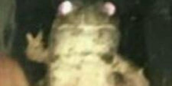 Imagem do grupo de WhatsApp Sei lá mano