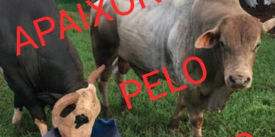 Imagem do grupo de WhatsApp APAIXONADOS PELO RODEIO