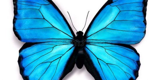 Imagem do grupo de WhatsApp 🦋Recrutamento🦋