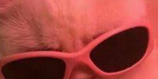 Imagem do grupo de WhatsApp BOM DIA 🐓🐏🐮🏠🌞