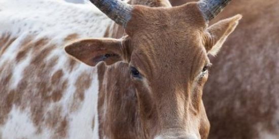 Imagem do grupo de WhatsApp Amigos pra zuar