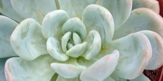 Imagem do grupo de WhatsApp Vendassuculentas