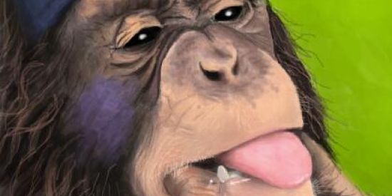 Imagem do grupo de WhatsApp Monkey City (: 🐒