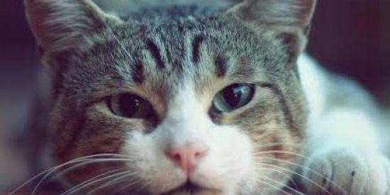 Imagem do grupo de WhatsApp Amizades e companhia