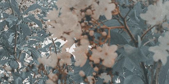 Imagem do grupo de WhatsApp Ganhar seguidores