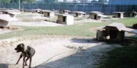 Imagem do grupo de WhatsApp 🐶 APBT ⛓️ Rústico 🐕