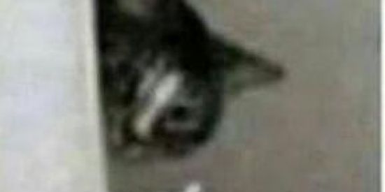 Imagem do grupo de WhatsApp R.E.T.A.R.D.A.D.O.S🐦❤️