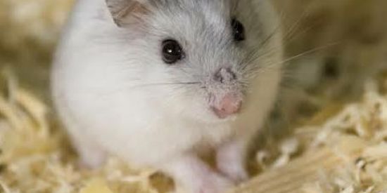 Imagem do grupo de WhatsApp FAMILIA VIRTUAL 💞