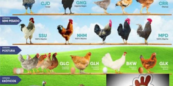 Imagem do grupo de WhatsApp Sorteio do pintinhos