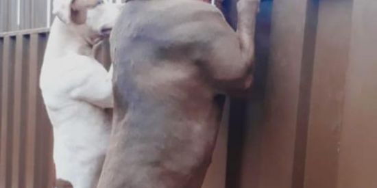 Imagem do grupo de WhatsApp Pitt Bull Goiás